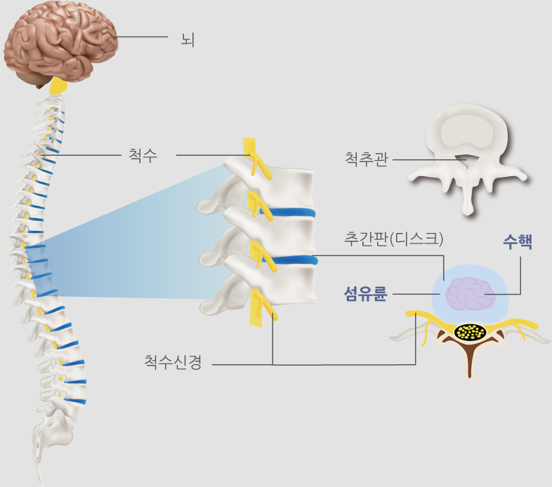 척추의 구조