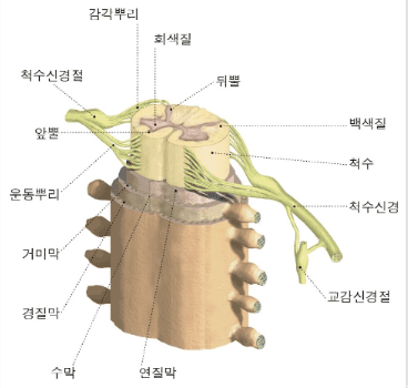 척추의 위치와 모양