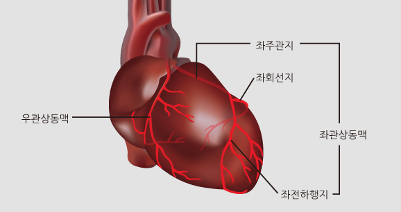 관상동맥