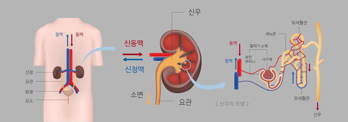 신장의 구조