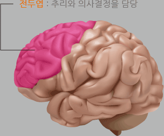 전두엽:추리와 의사결정을 담당