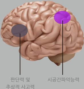 판단력 및 추상적 사고력,시공간파악능력