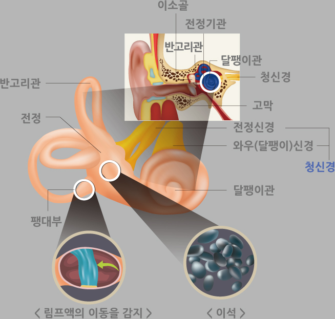 전정기관의 구조