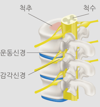 척추의 위치와 모양