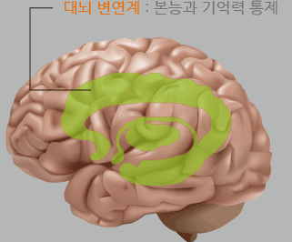 대뇌번역계:본능과 기억력통제
