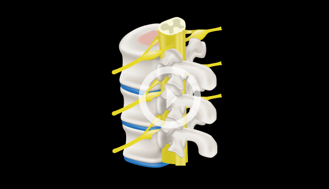 척추뼈와 척추신경